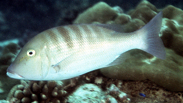 Lethrinus enigmaticus